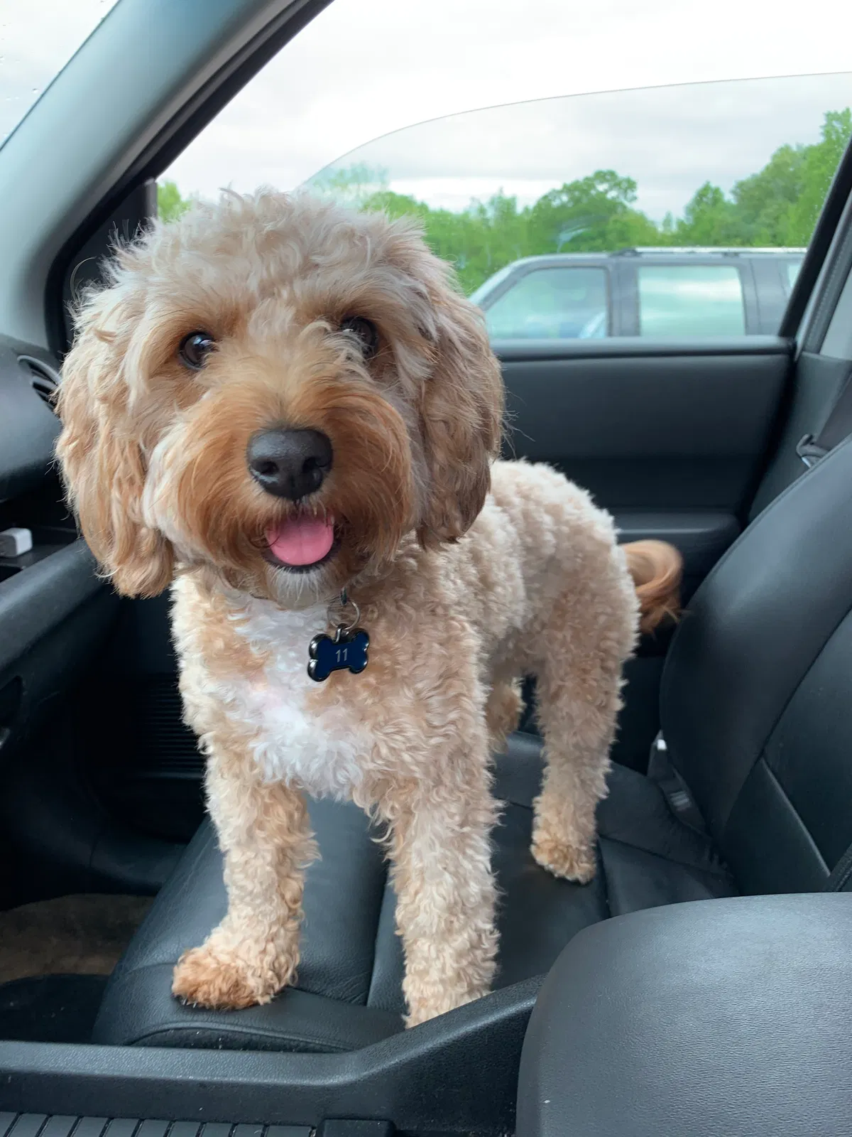 Lost dog in Memphis, TN, 38135