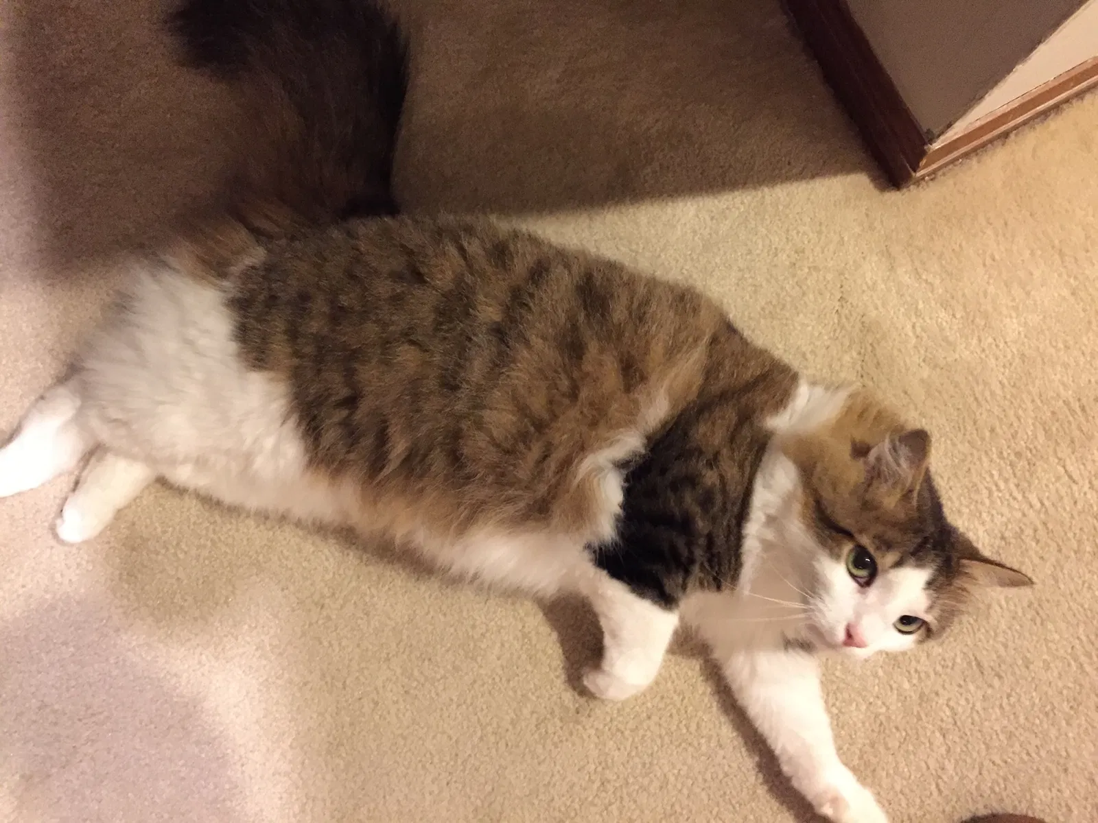 Lost cat in Hilliard, OH, 43026