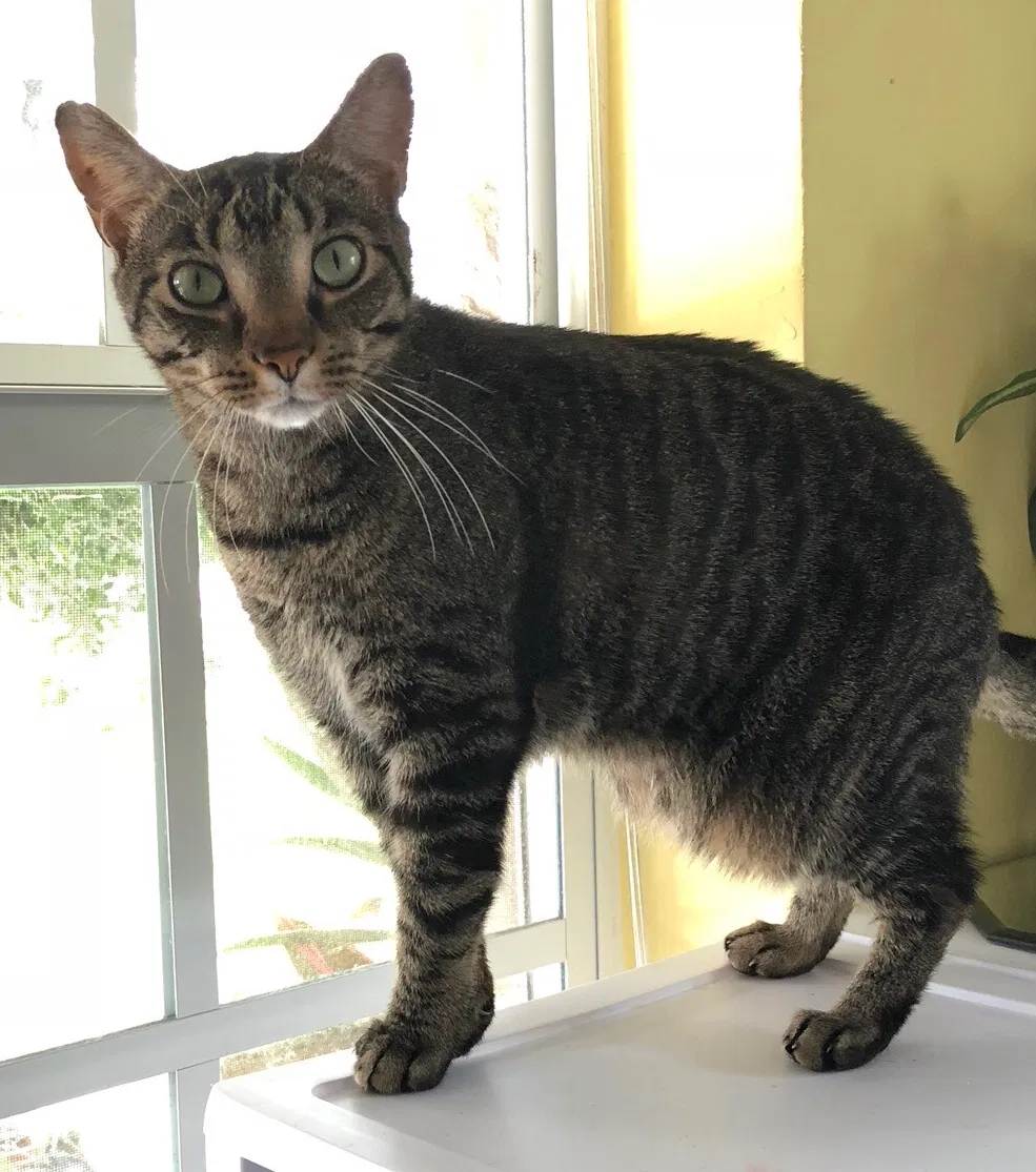 Lost cat in Pompano Beach, FL, 33063