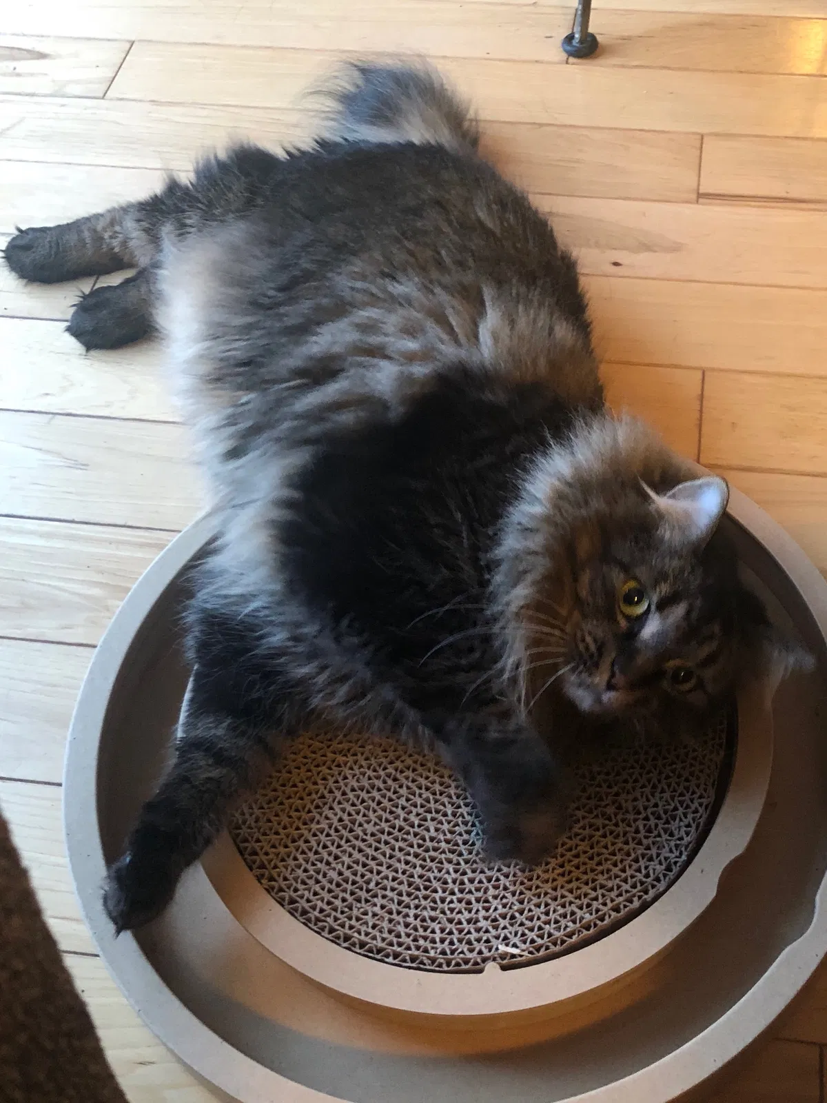 Lost cat in Mc Farland, WI, 53558