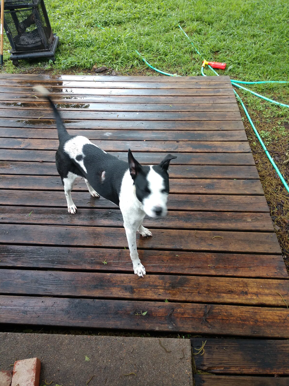 Found dog in Tulsa, OK, 74105