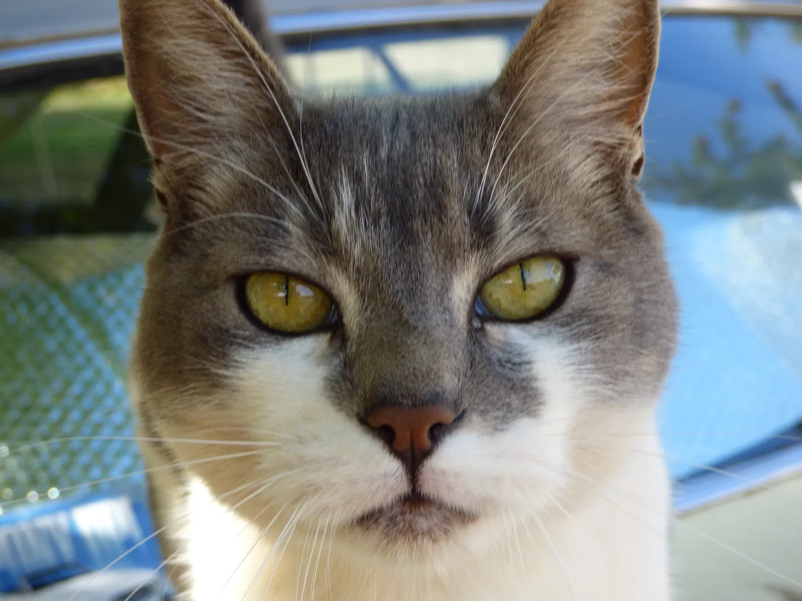 Lost cat in Salem, OR, 97317