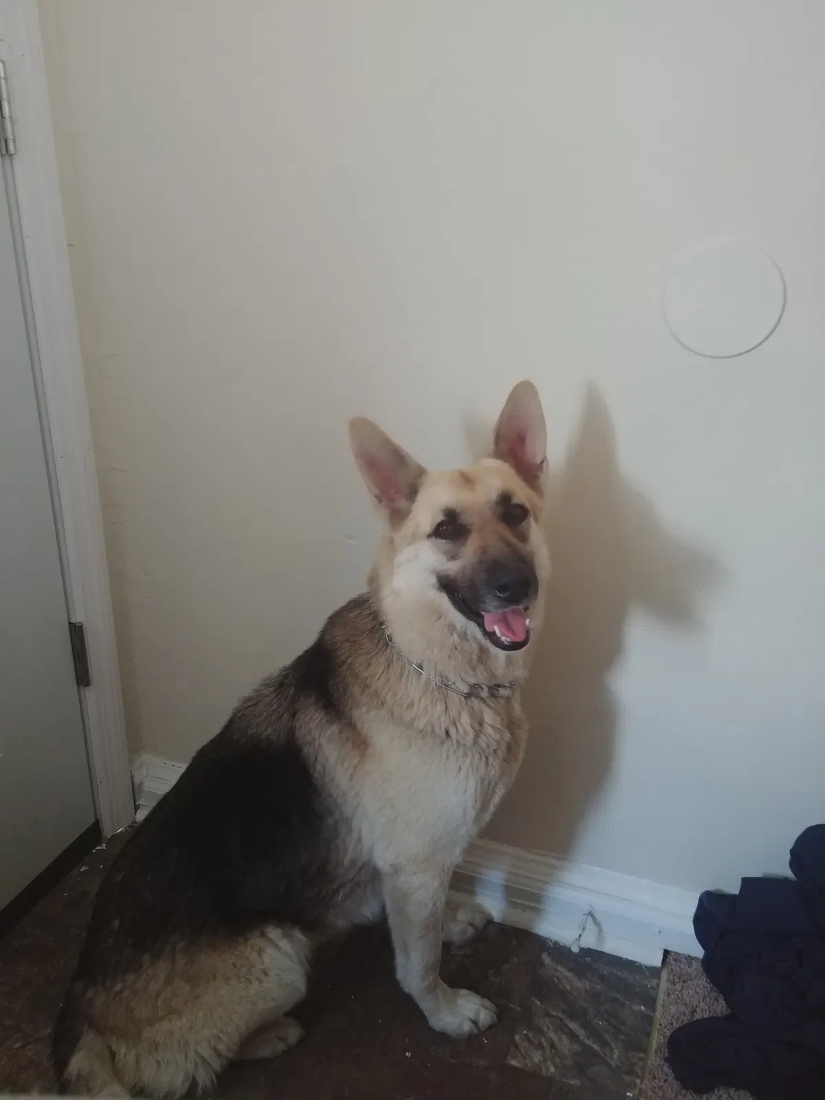 Lost dog in Jacksonville, NC, 28540