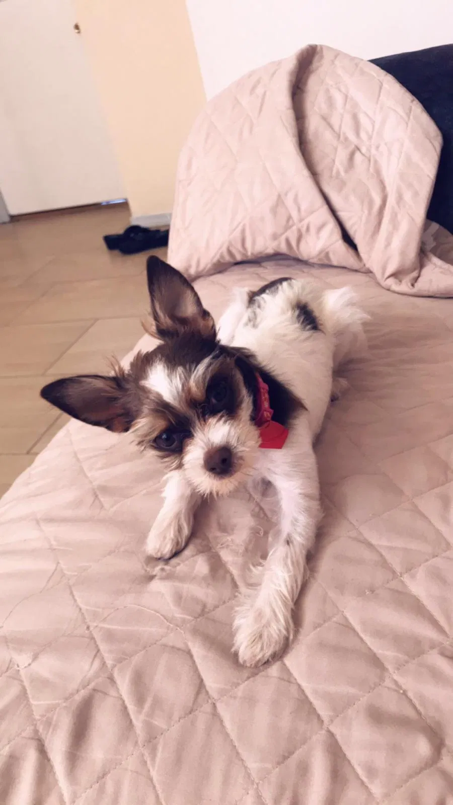 Lost dog in El Paso, TX, 79936