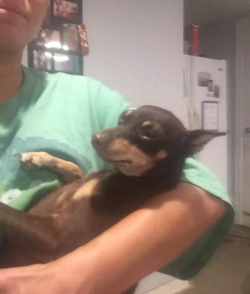 Lost dog in Mcallen, TX, 78501