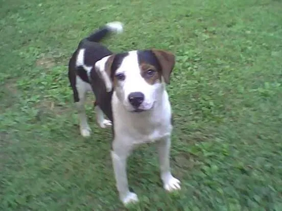 Lost dog in Ferguson, NC, 28624