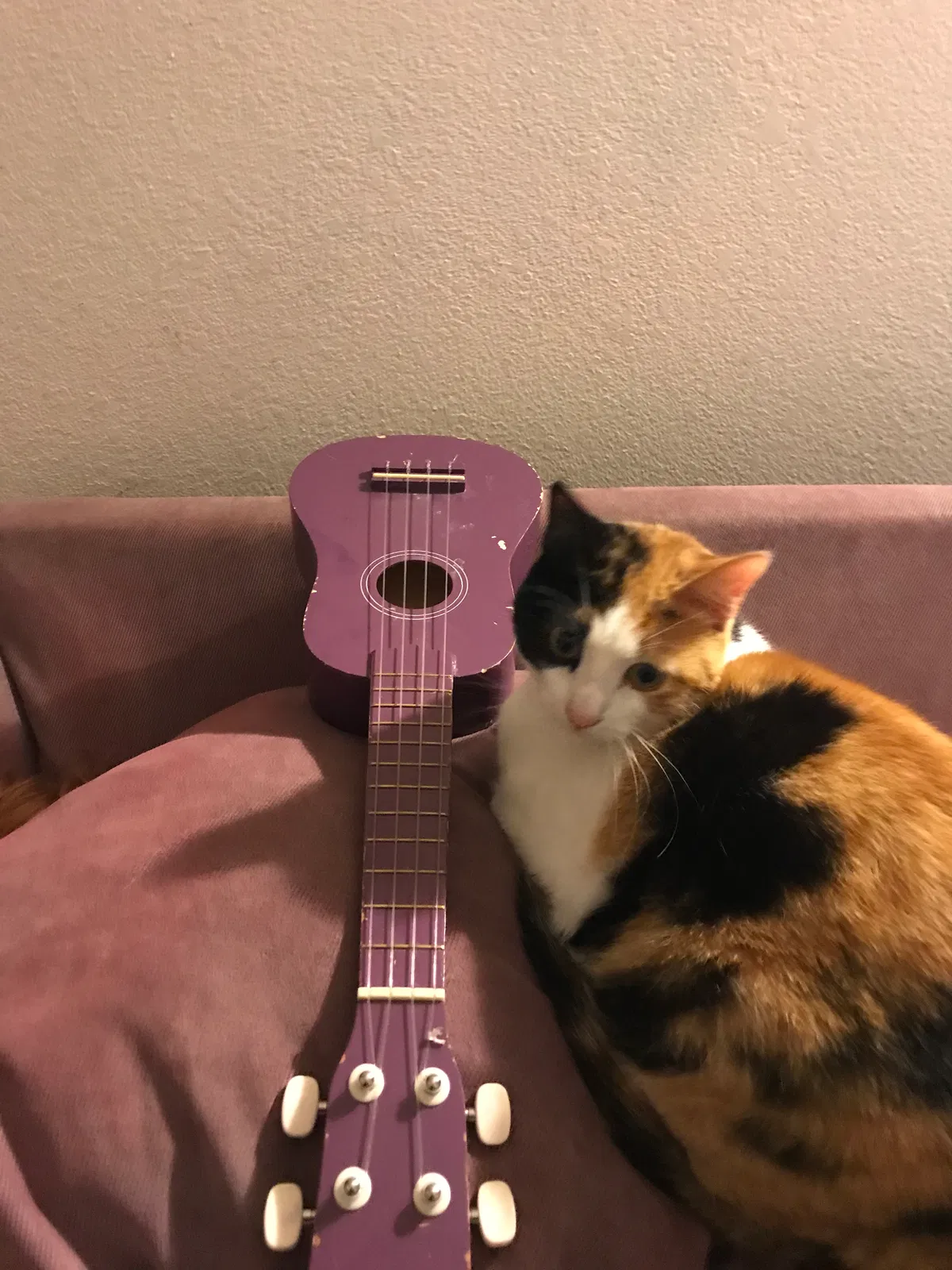 Lost cat in Hillsboro, OR, 97124