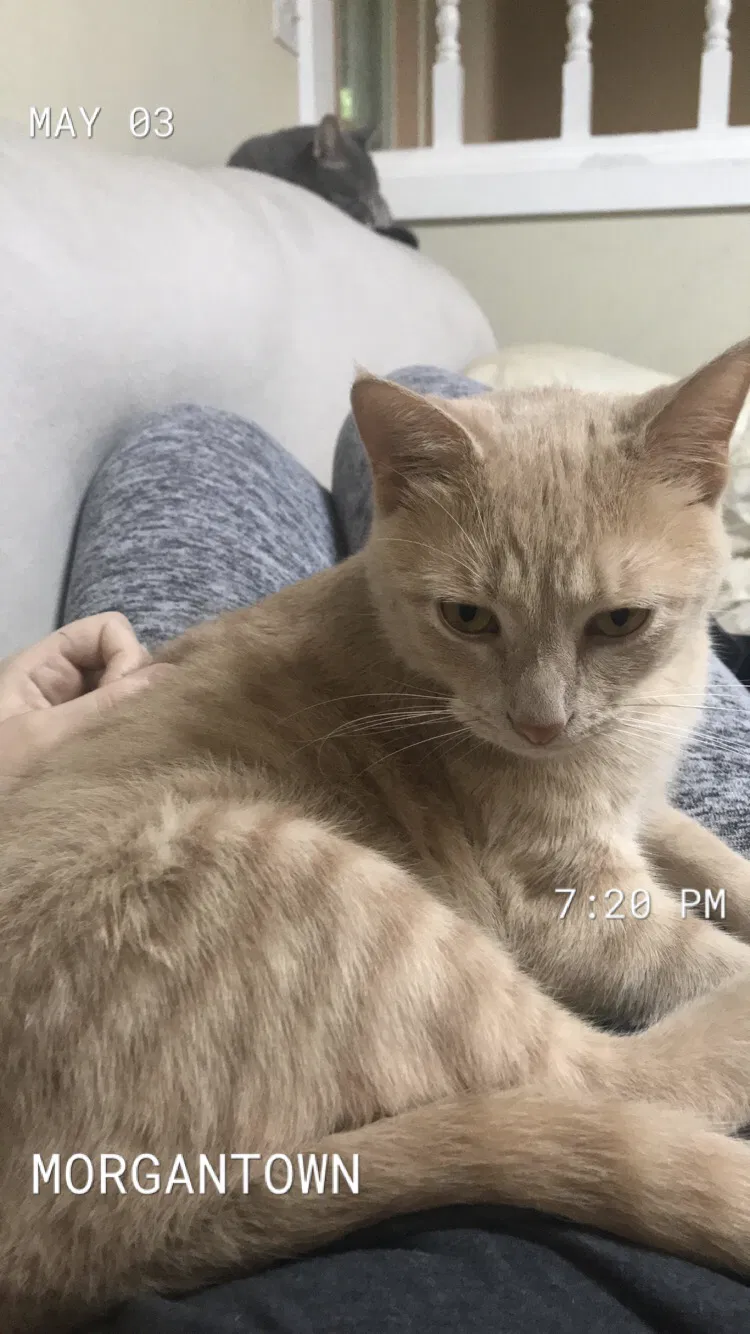 Lost cat in Morgantown, IN, 46160