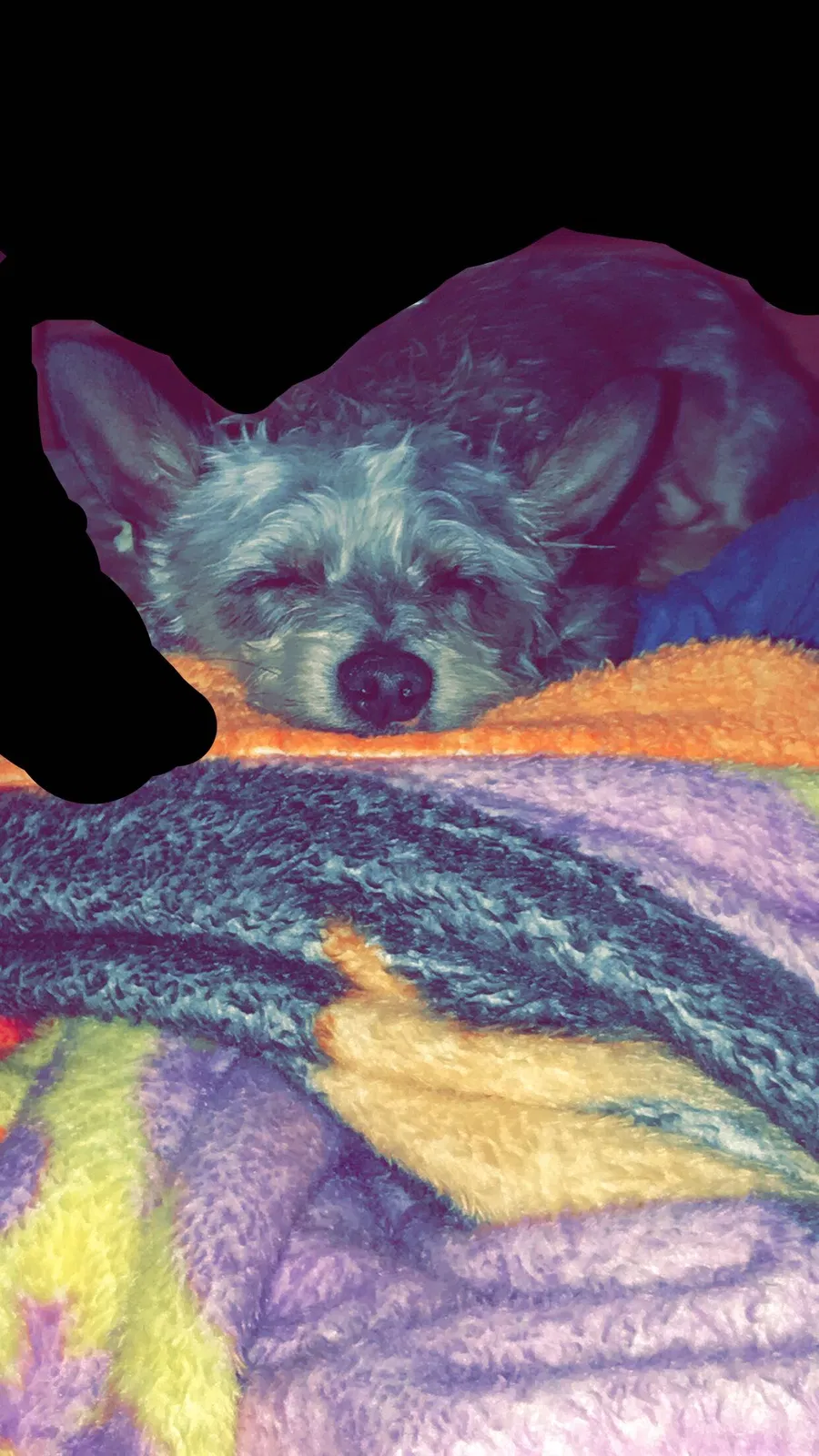 Lost dog in Newark, TX, 76071