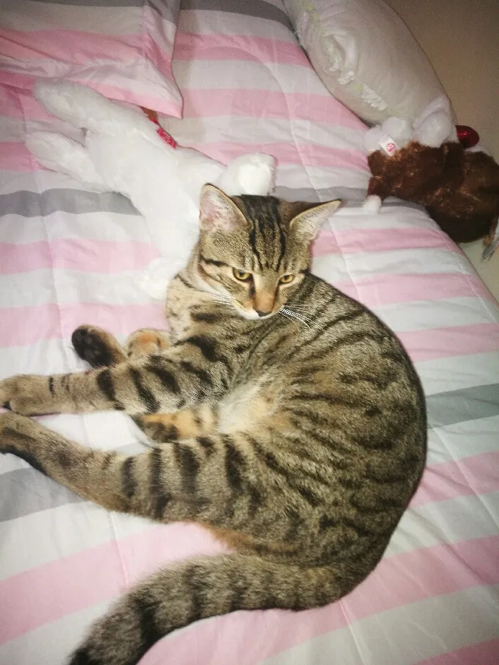 Lost cat in Fort Lauderdale, FL, 33314