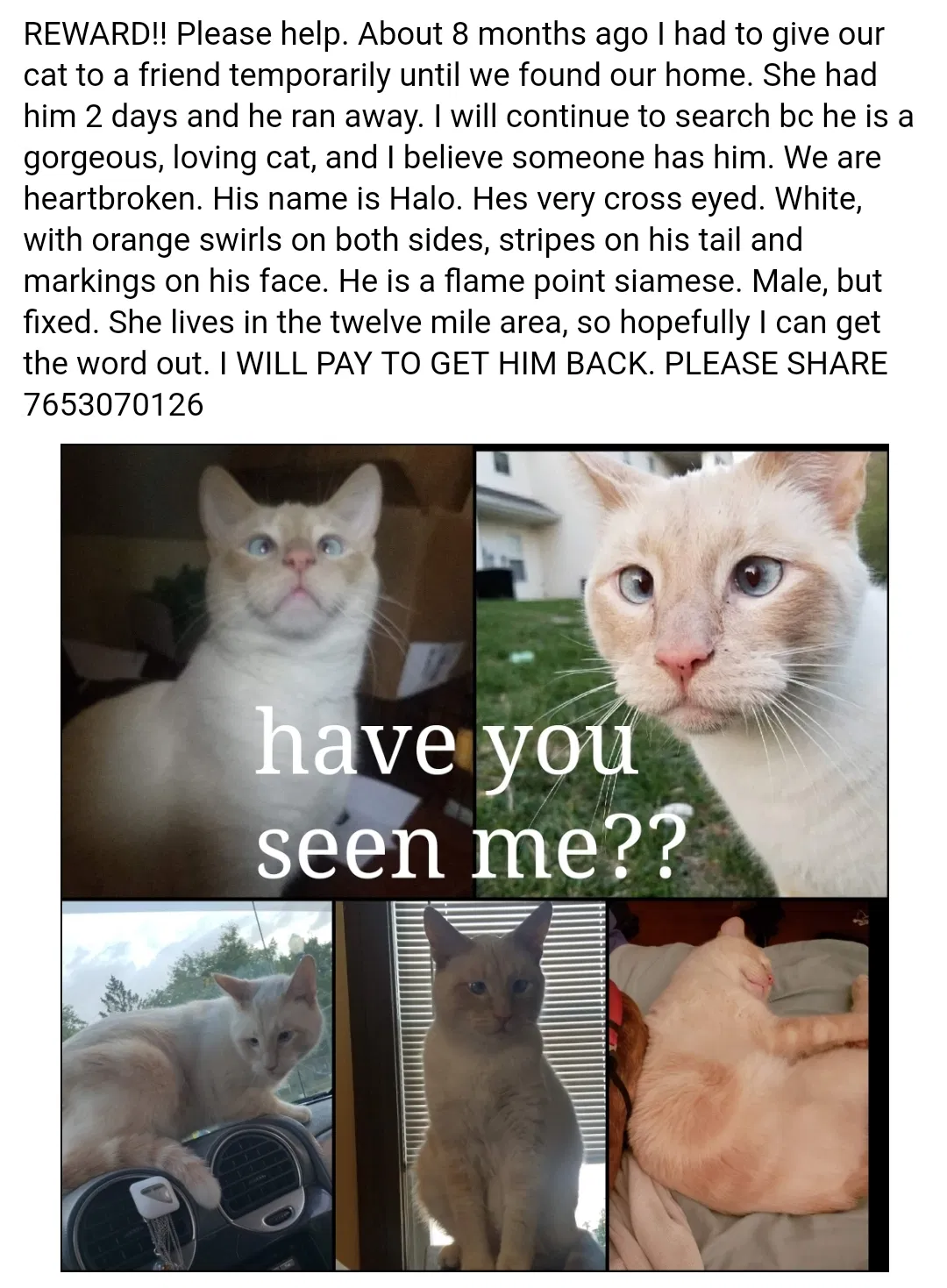 Lost cat in Unknown, IN, 0