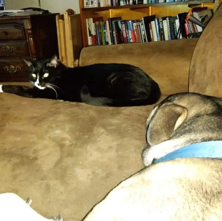 Lost cat in Loves Park, IL, 61111