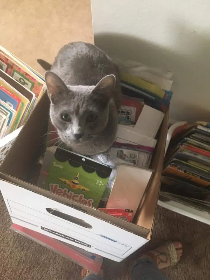 Lost cat in Greeley, CO, 80631
