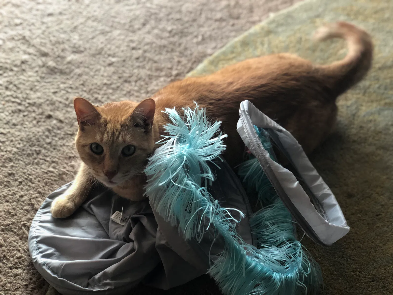 Lost cat in Rio Rancho, NM, 87124