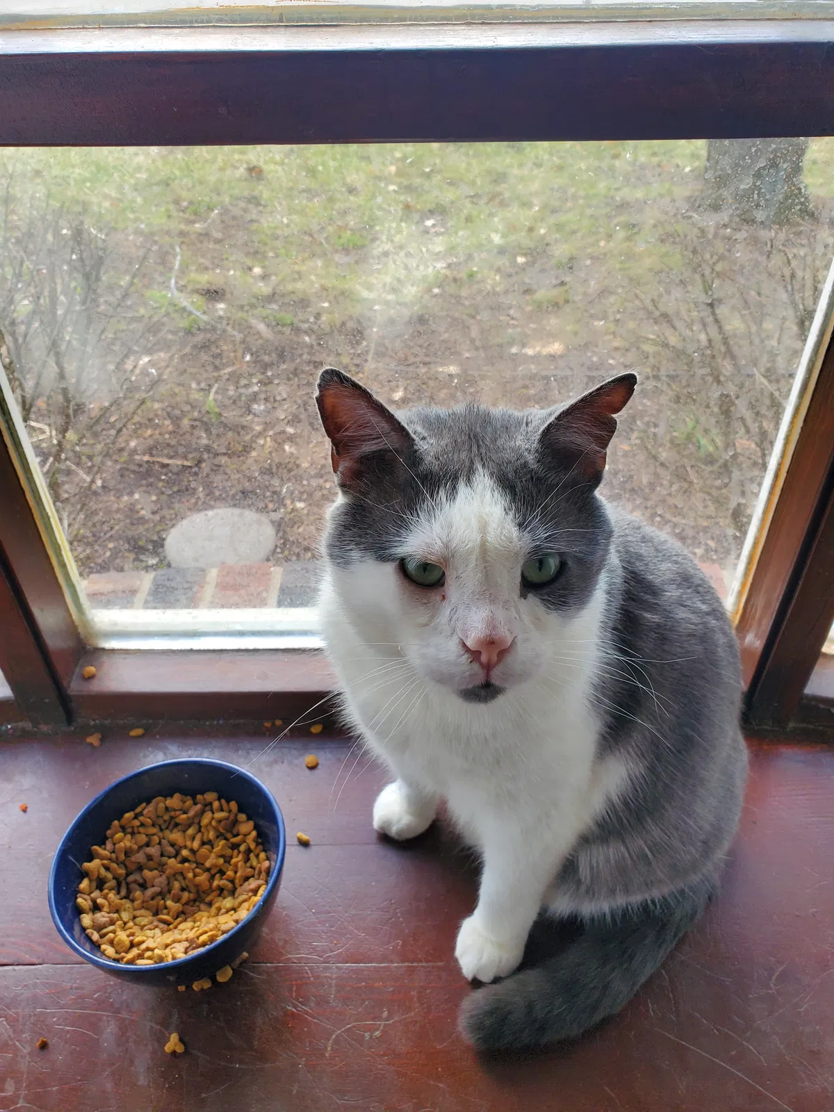 Lost cat in Rockford, IL, 61107