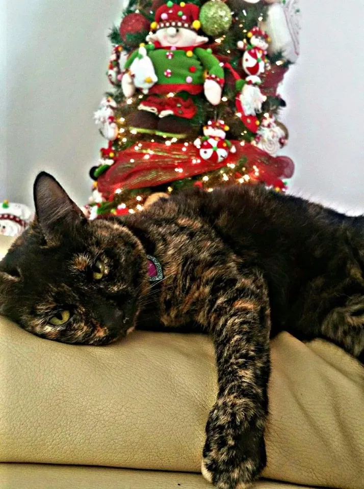 Lost cat in Howey In The Hills, FL, 34737