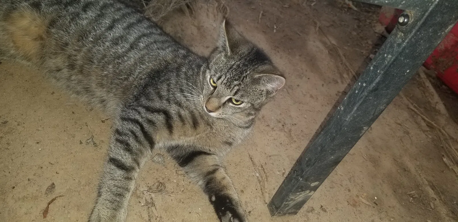 Lost cat in Fort Mill, SC, 29707