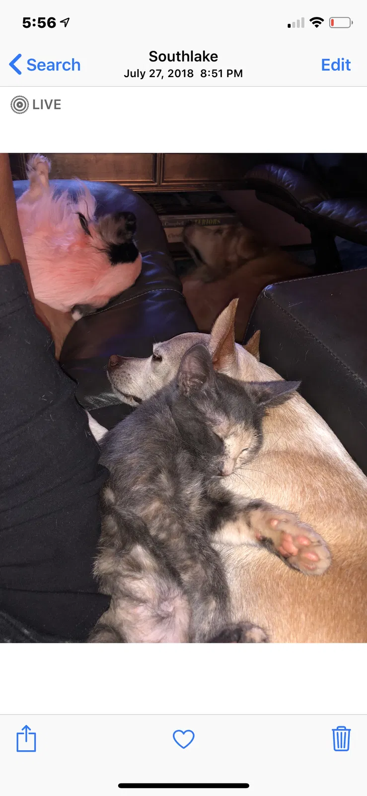 Lost cat in Southlake, TX, 76092