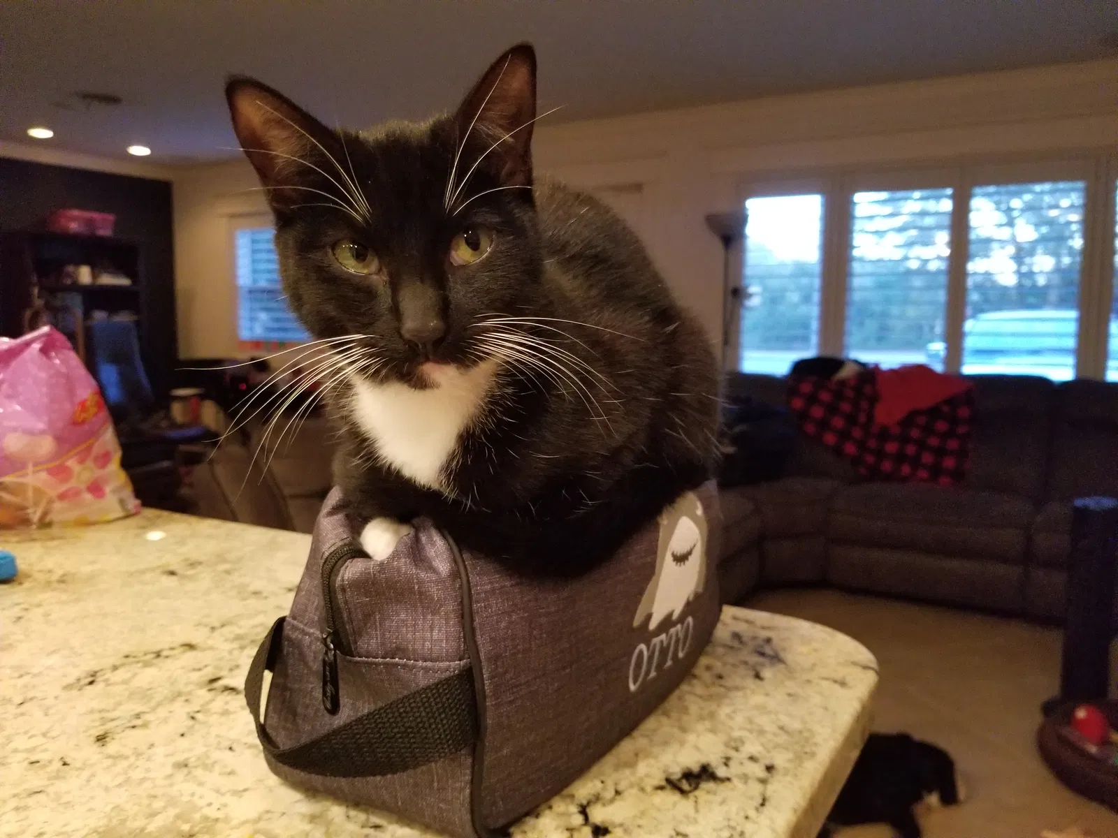 Lost cat in Fort Walton Beach, FL, 32548