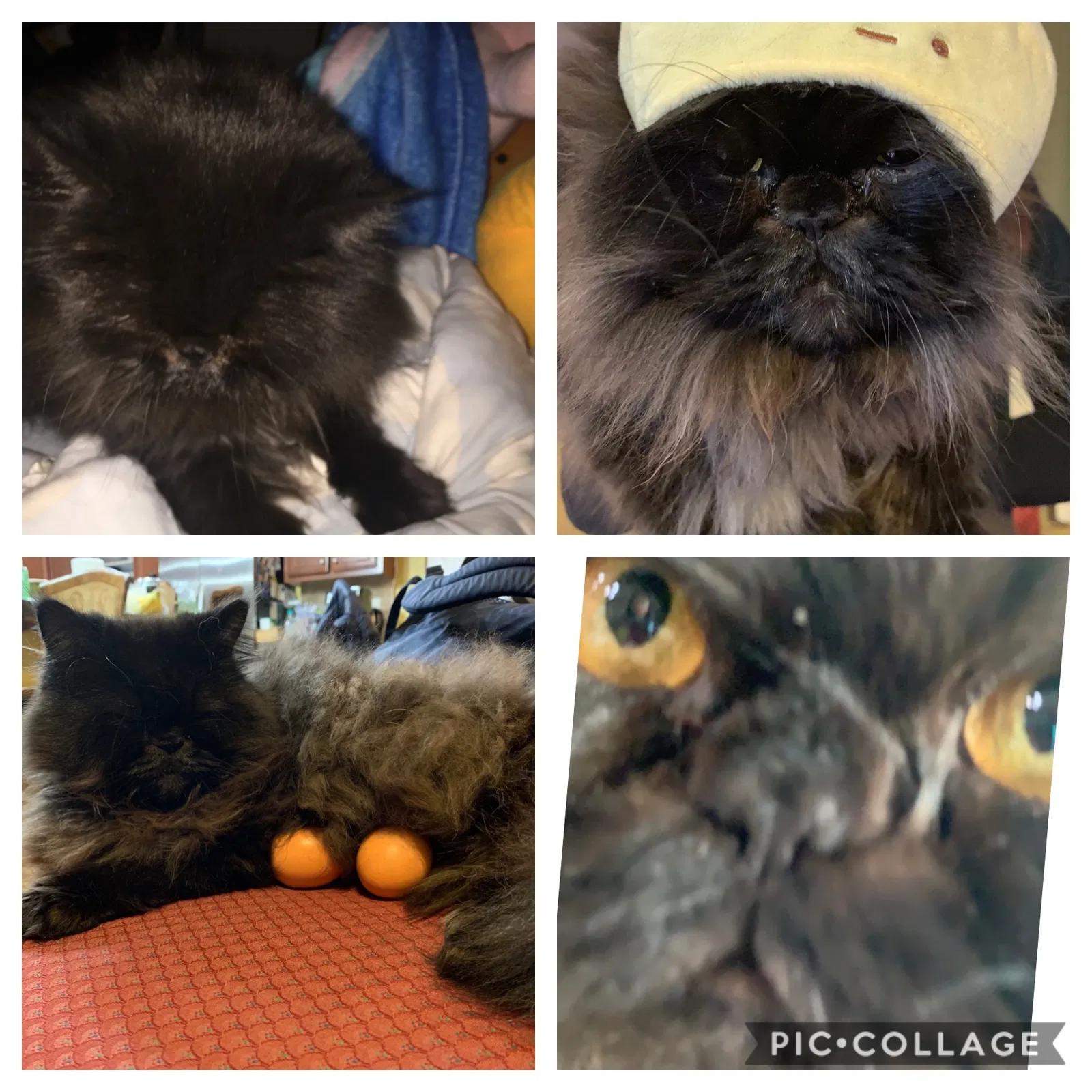 Lost cat in Oakley, CA, 94561