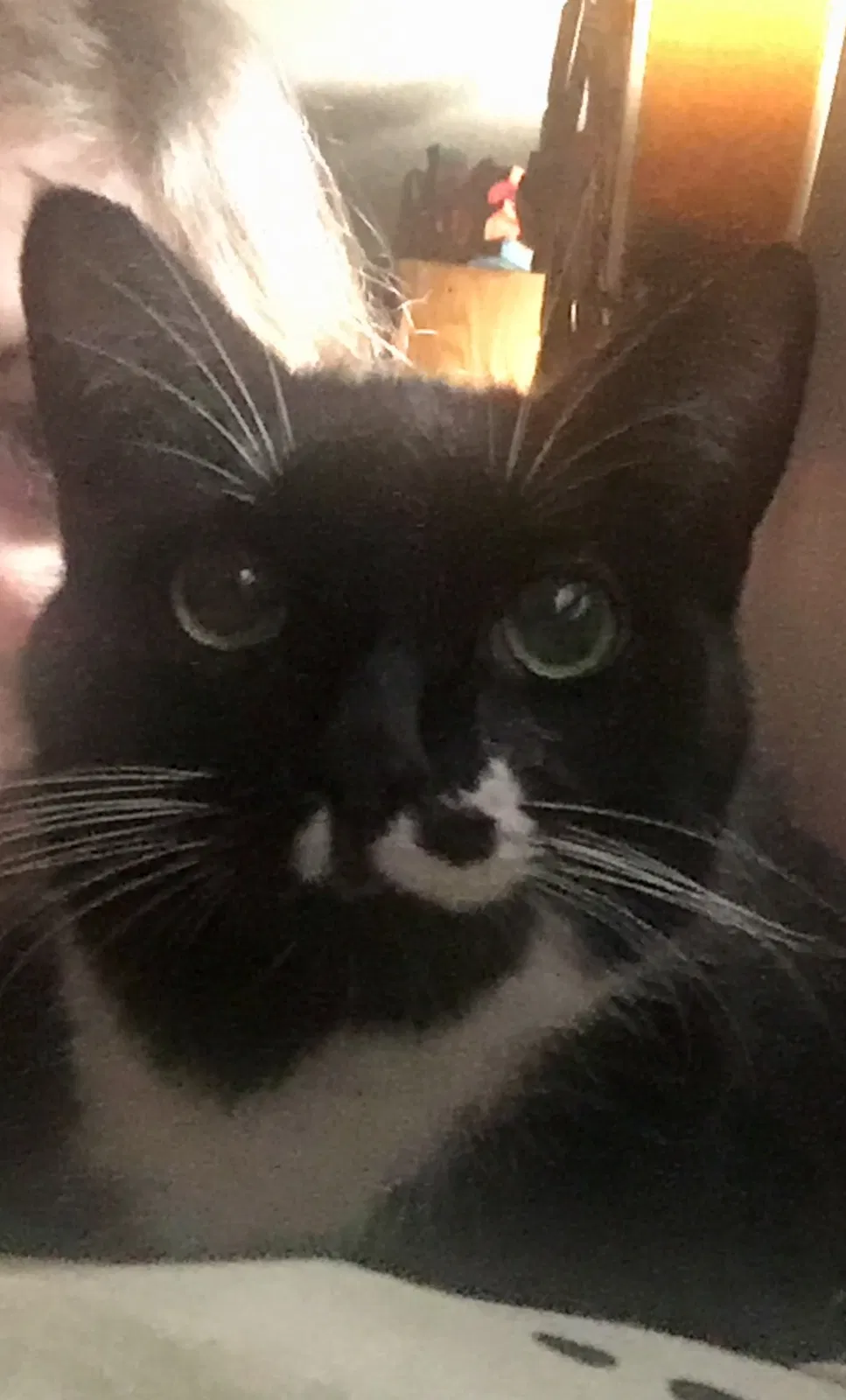 Lost cat in Henrico, VA, 23233