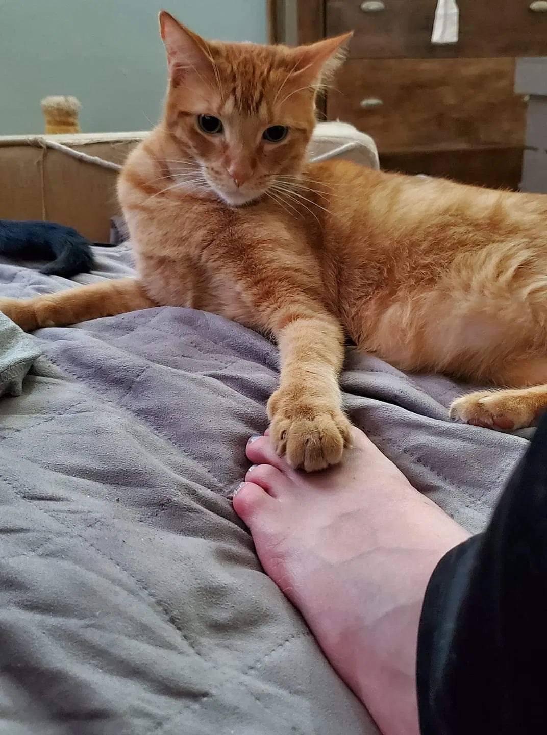 Lost cat in Chicago, IL, 60649