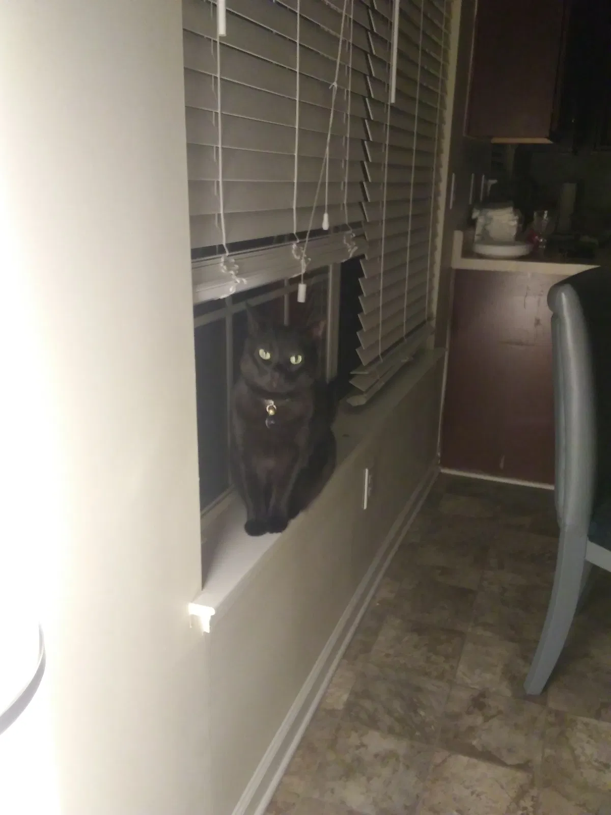 Lost cat in Fairburn, GA, 30213