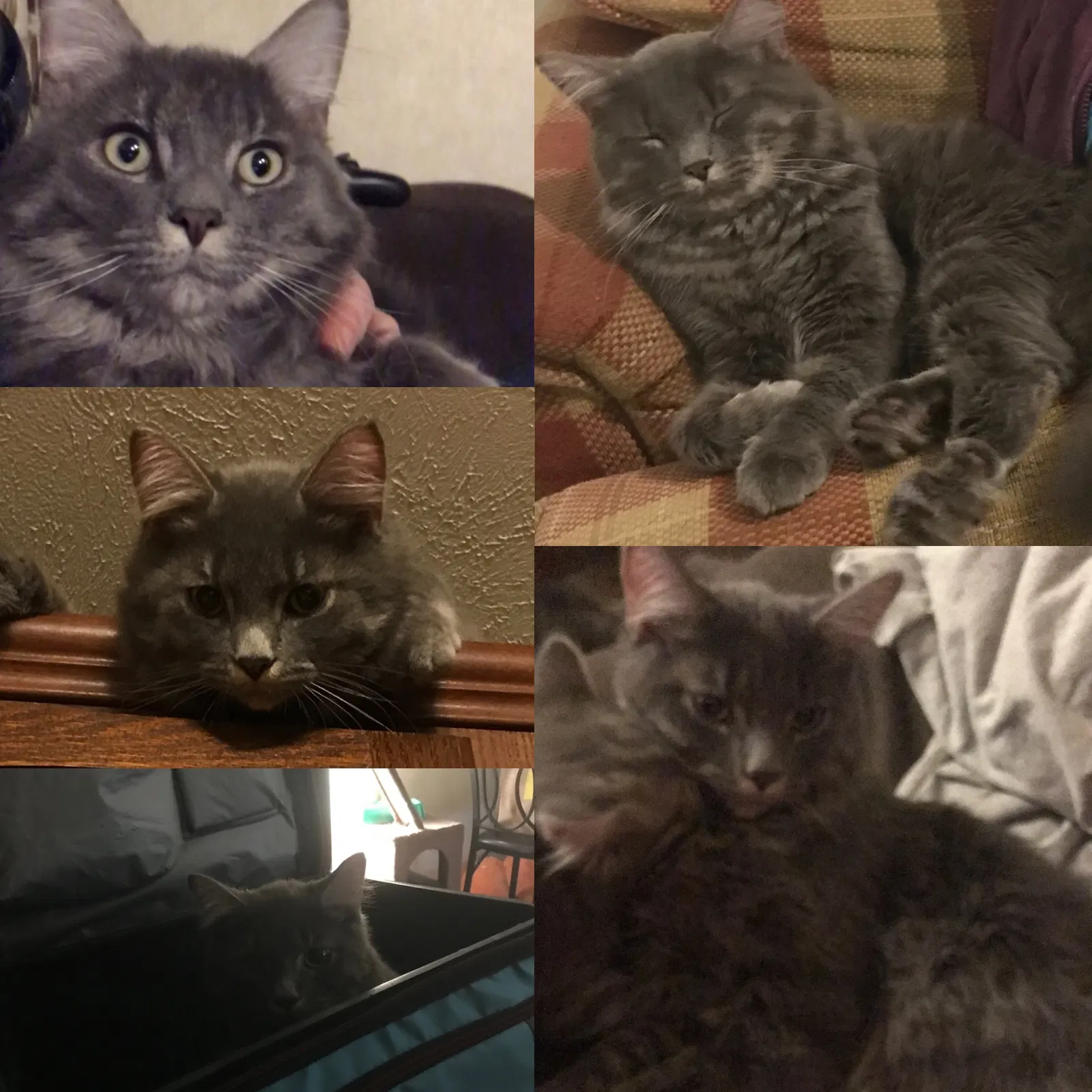 Lost cat in Shippensburg, PA, 17257