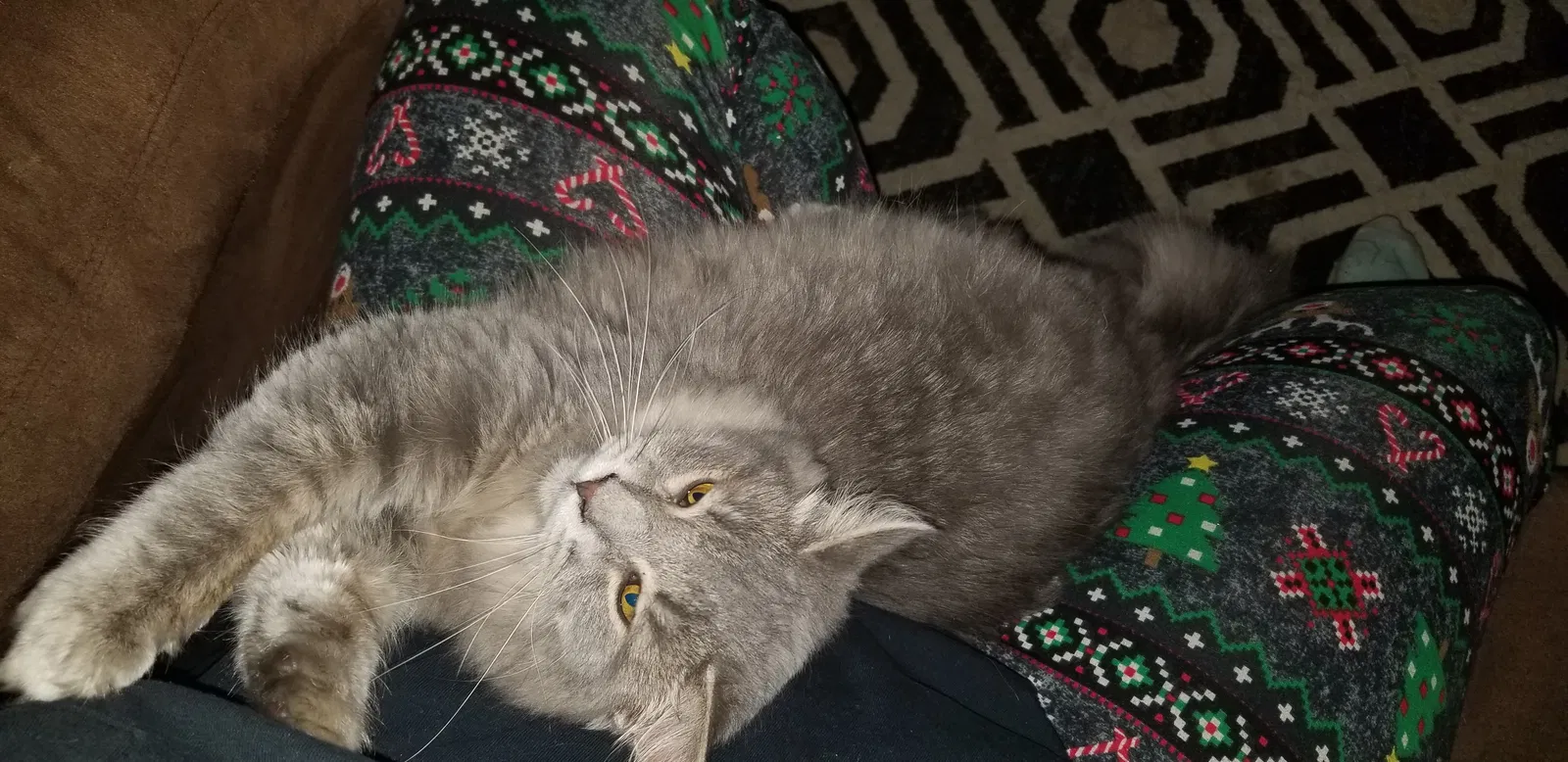 Lost cat in Washington, PA, 15301