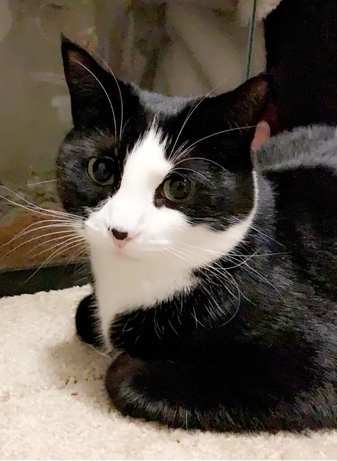 Lost cat in Avondale, AZ, 85323