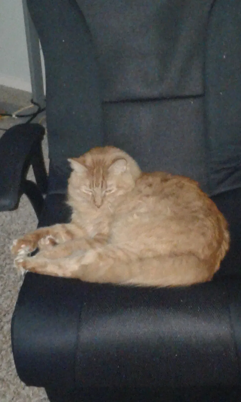 Lost cat in Longview, TX, 75604