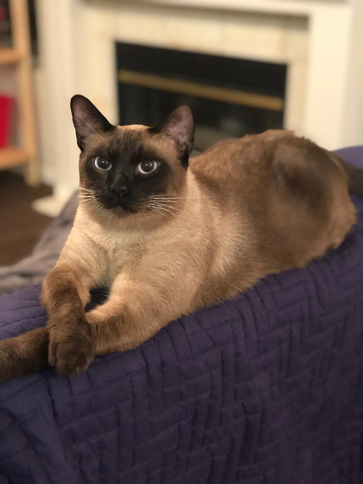Lost cat in North Las Vegas, NV, 89031