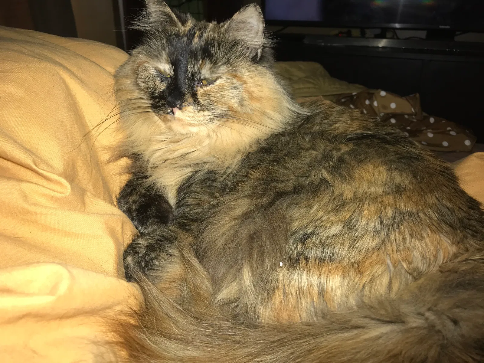 Lost cat in Nashville, TN, 37216