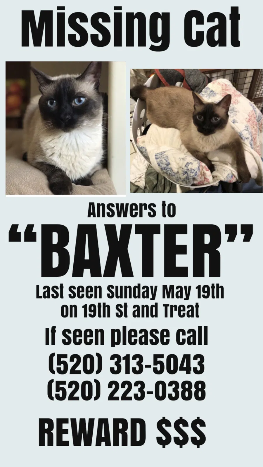 Lost cat in Tucson, AZ, 85716