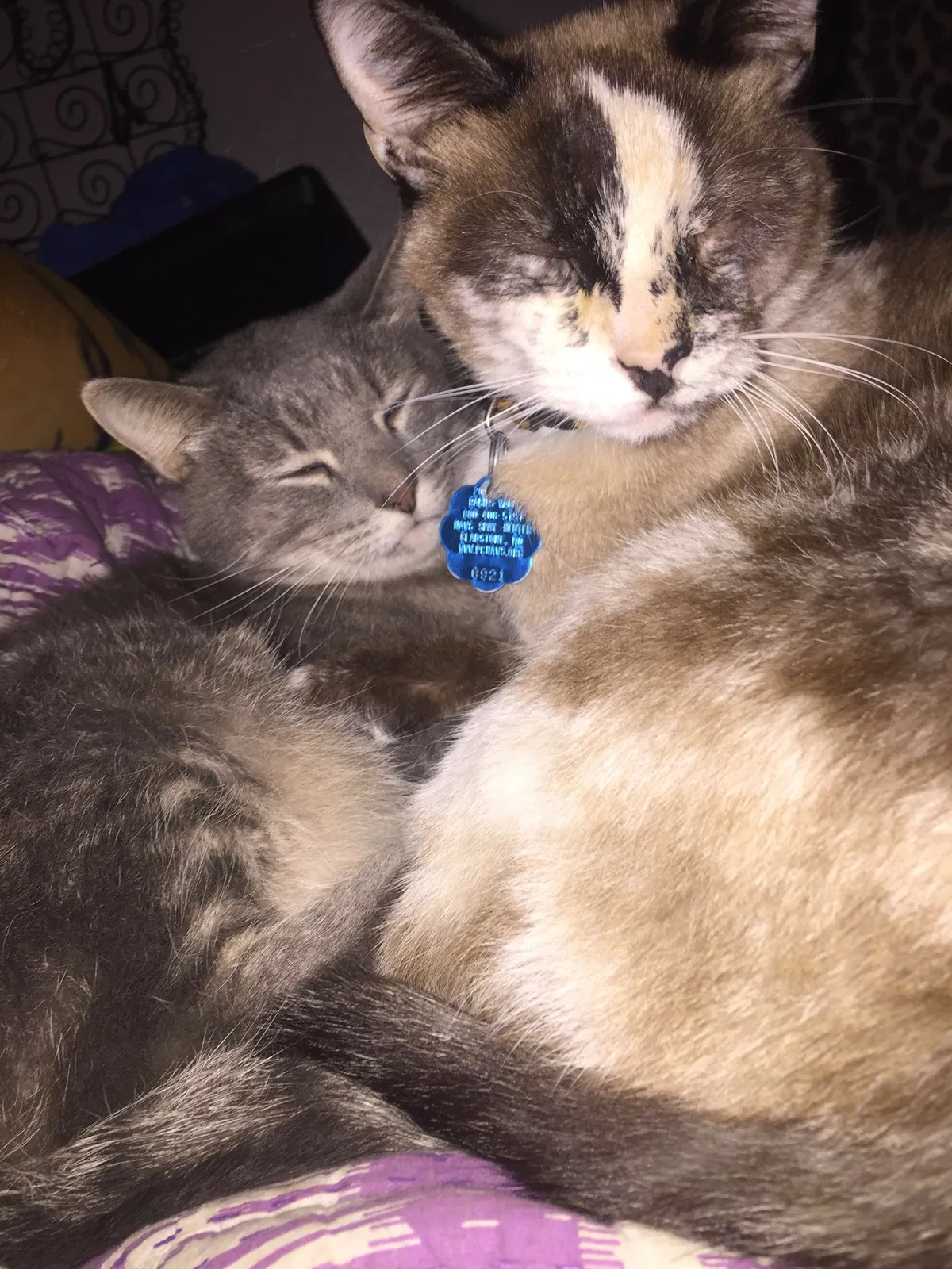 Lost cat in Kansas City, MO, 64117