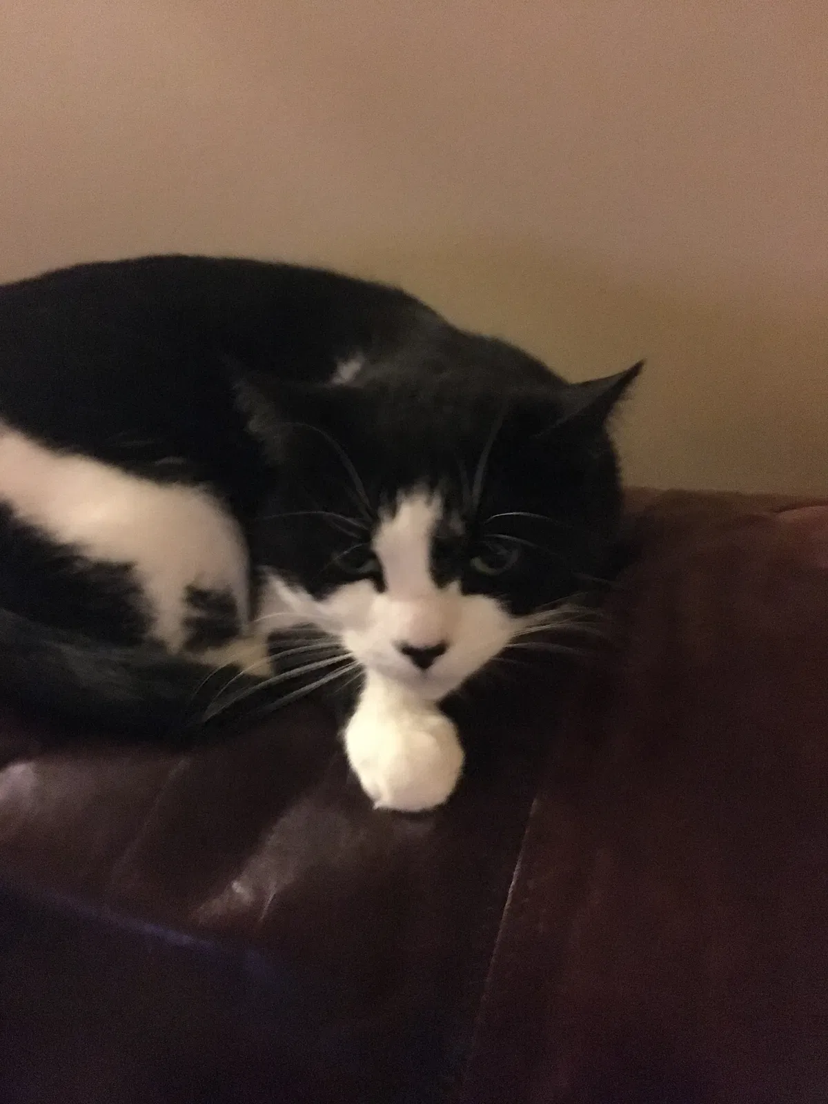 Lost cat in Schenectady, NY, 12309