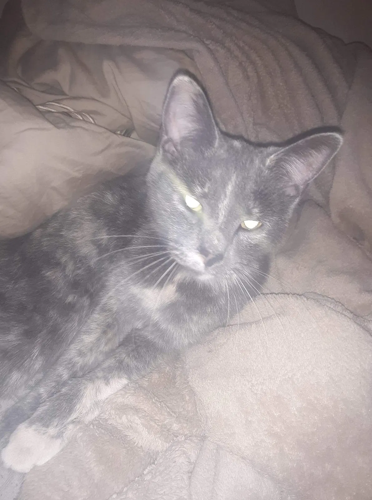 Lost cat in Johnson City, TN, 37601