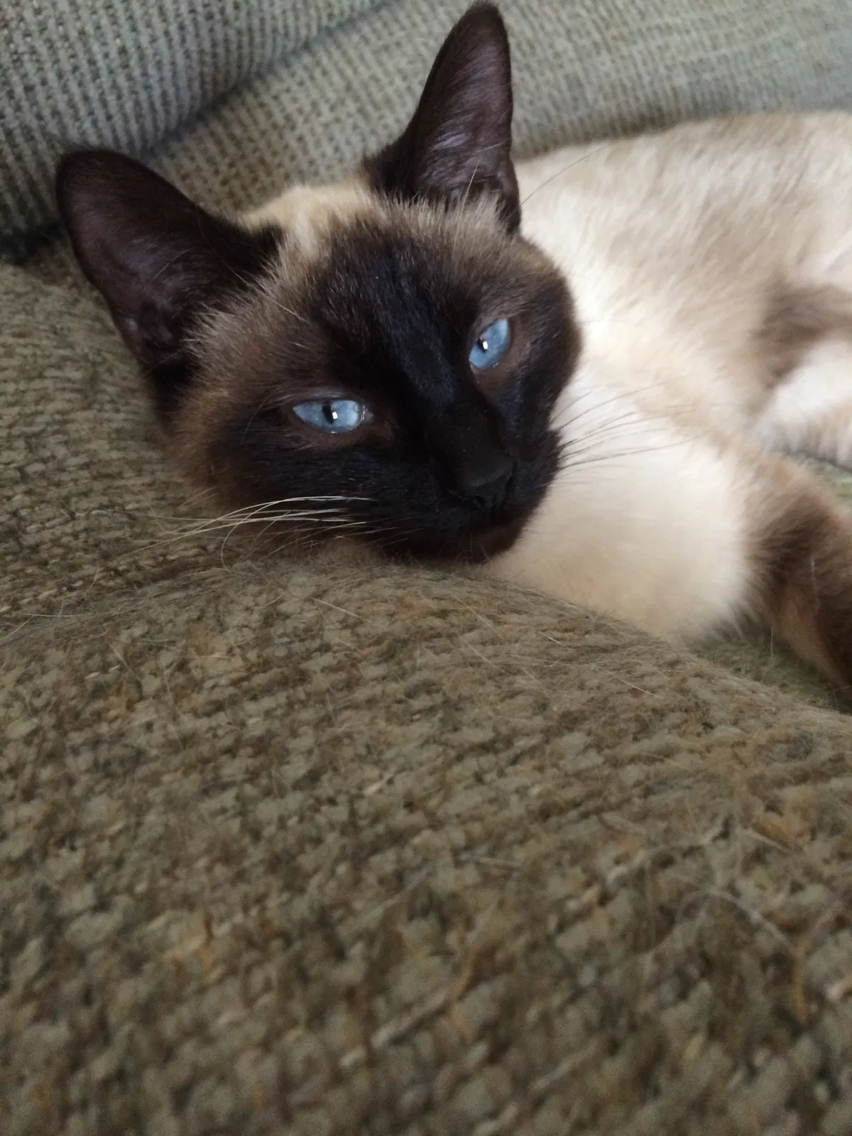 Lost cat in Indianapolis, IN, 46220