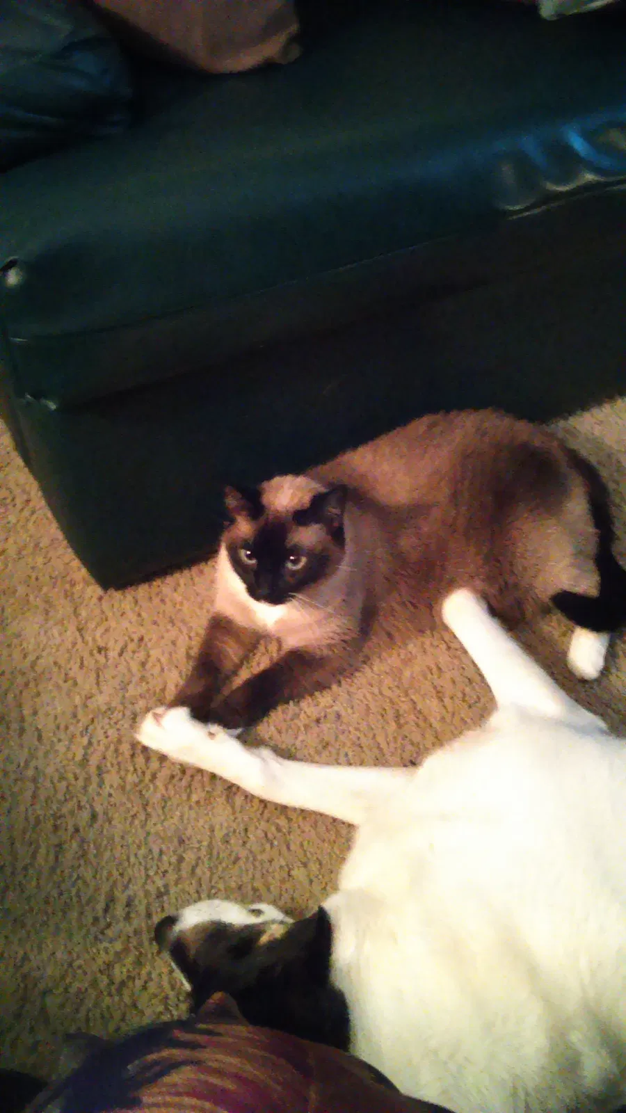 Lost cat in Katy, TX, 77449