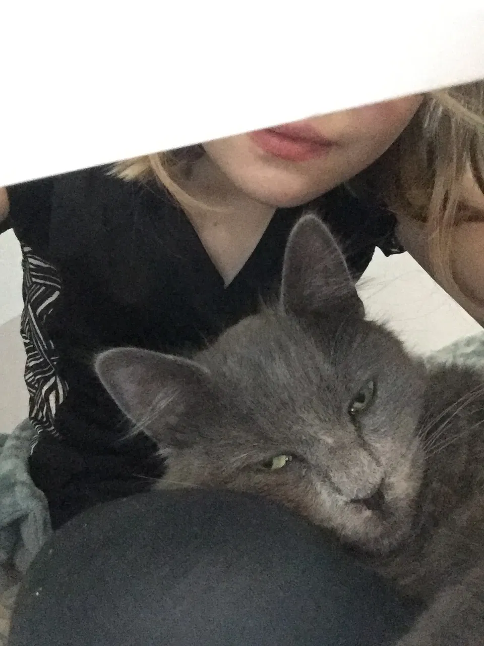 Lost cat in Greenfield, IN, 46140