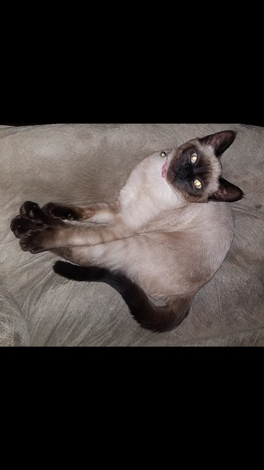 Lost cat in Tacoma, WA, 98443