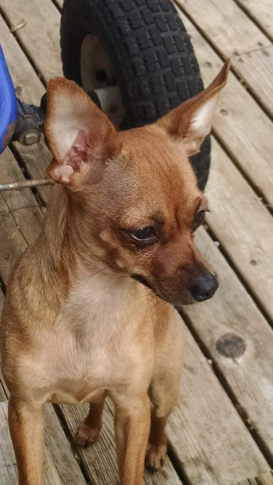 Lost dog in Everett, WA, 98201
