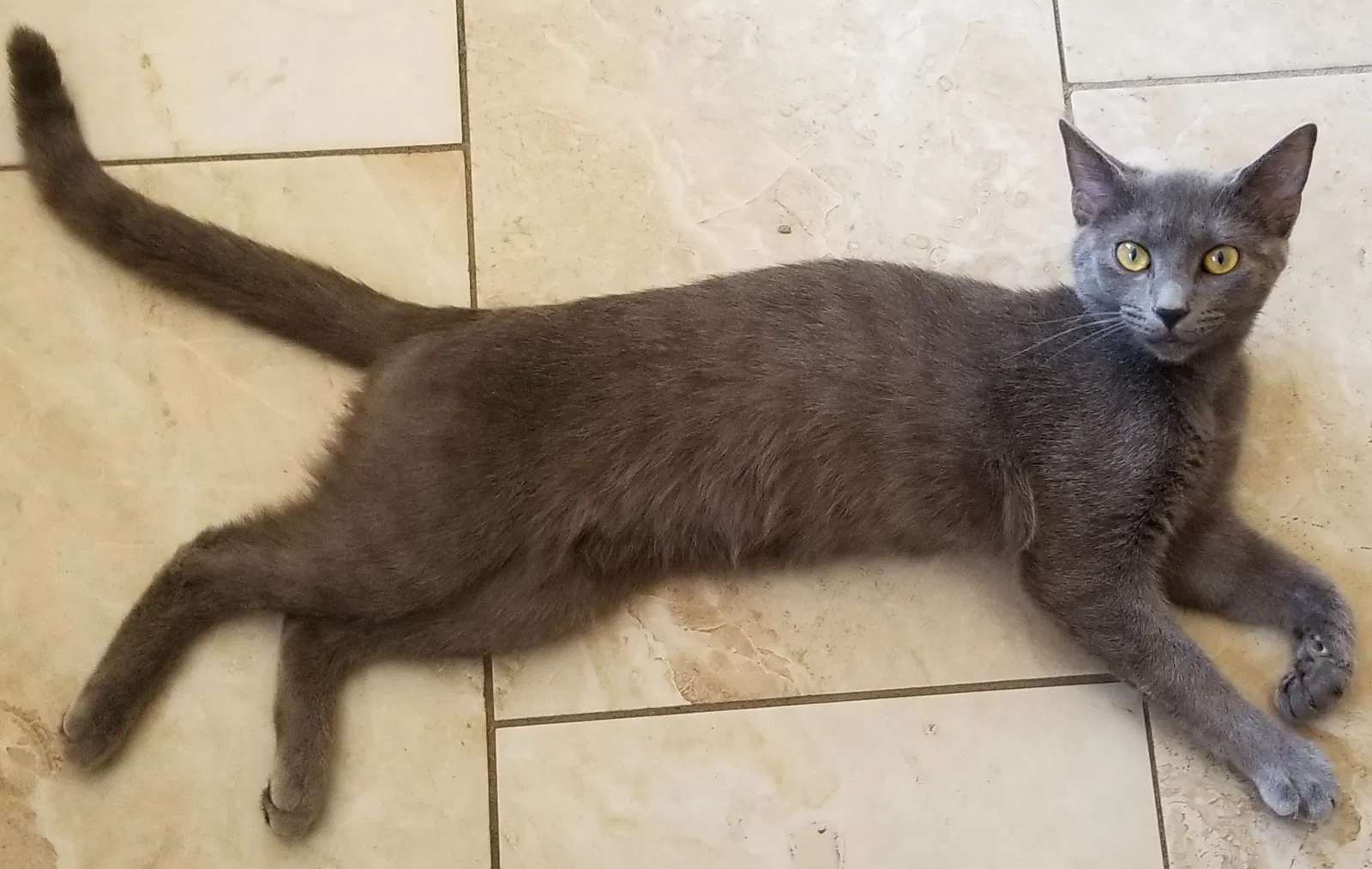 Lost cat in Maineville, OH, 45039