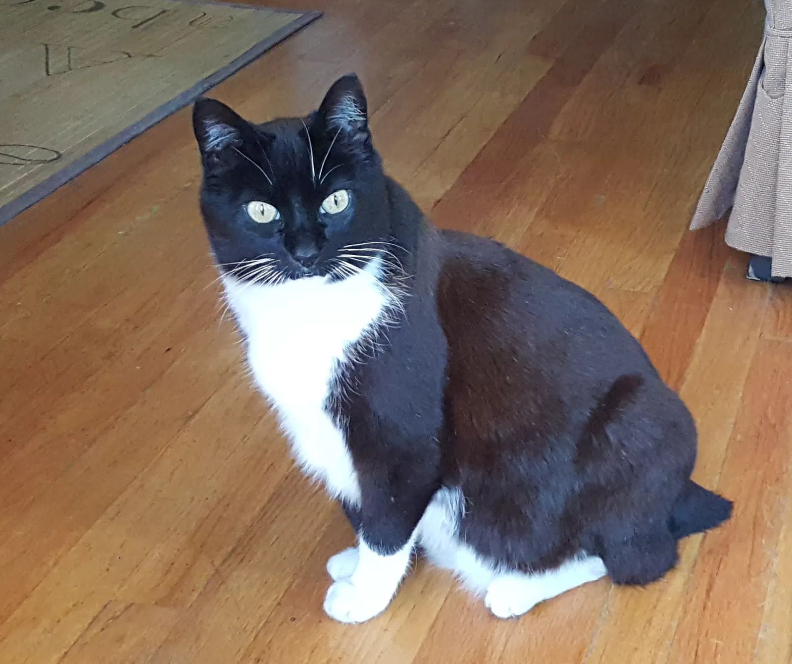 Lost cat in Tacoma, WA, 98409