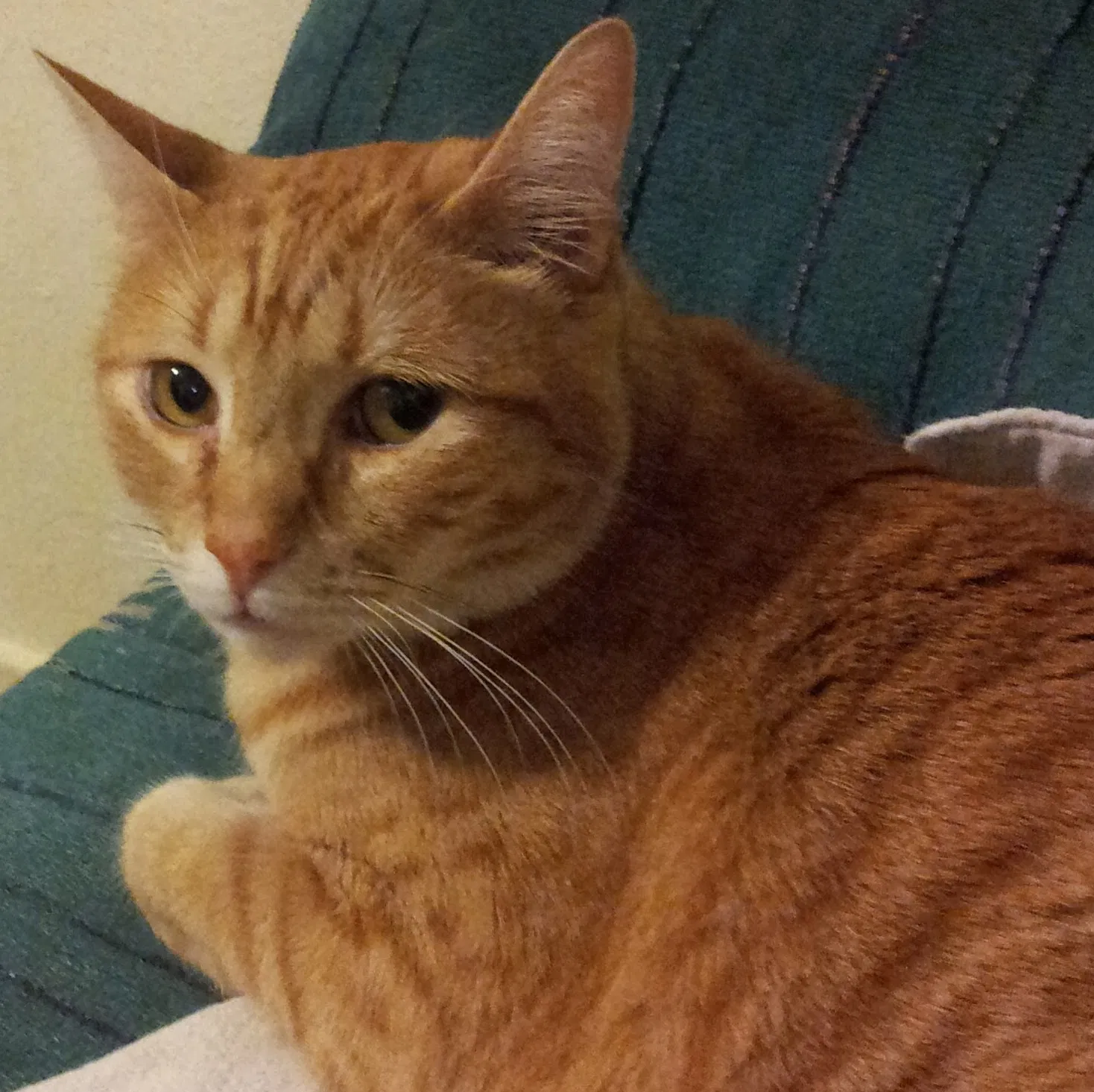Lost cat in Navarre, FL, 32566