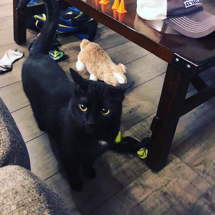 Lost cat in Arvada, CO, 80007