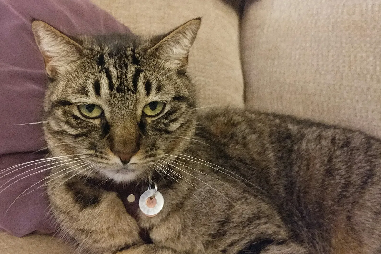 Lost cat in Madison, TN, 37115