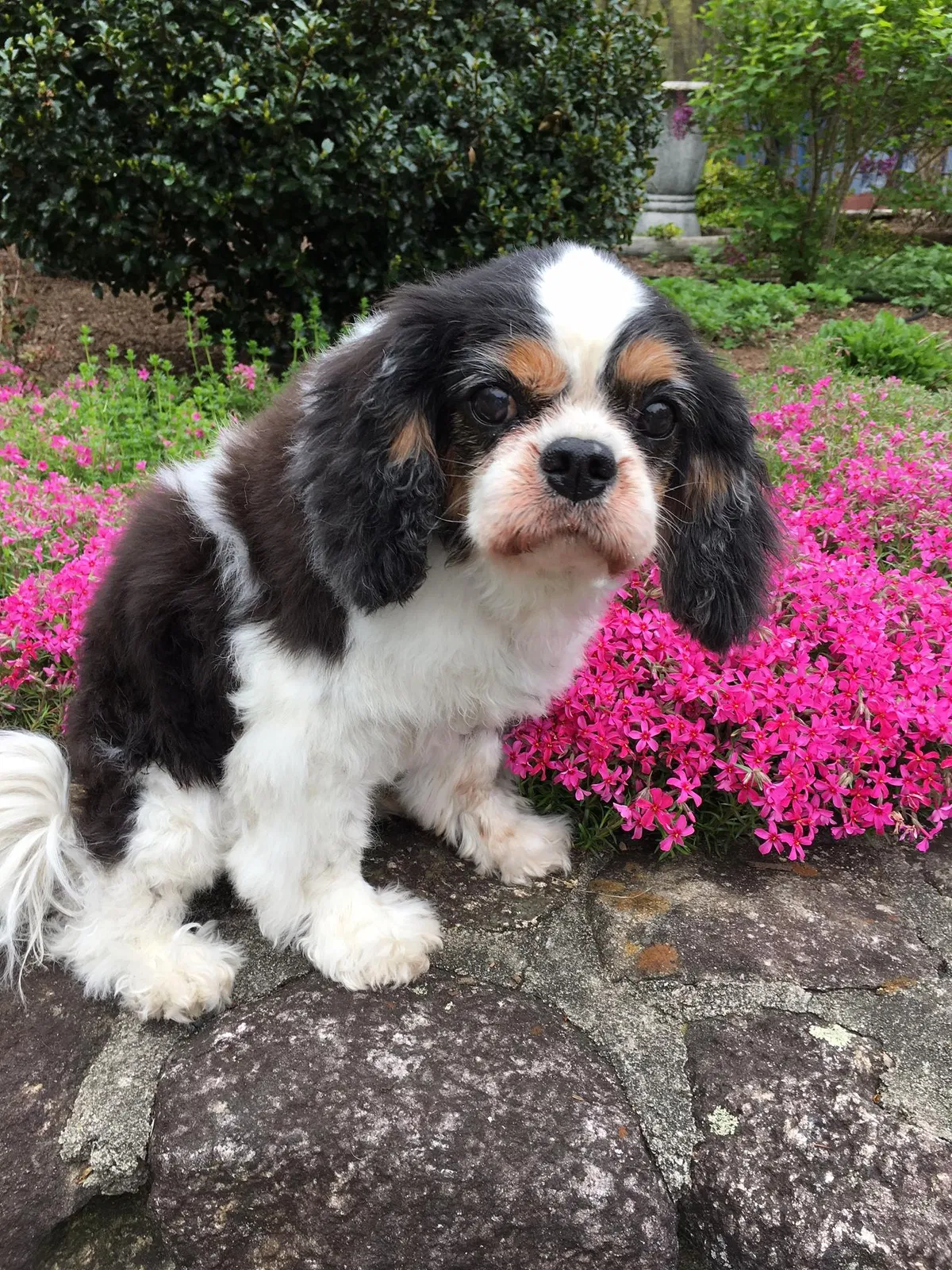 Lost dog in Saugerties, NY, 12477