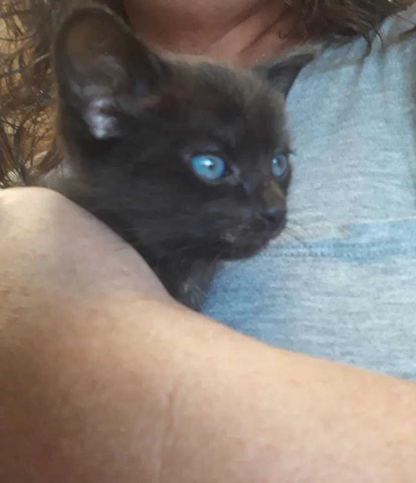 Found cat in Shelby, NC, 28152