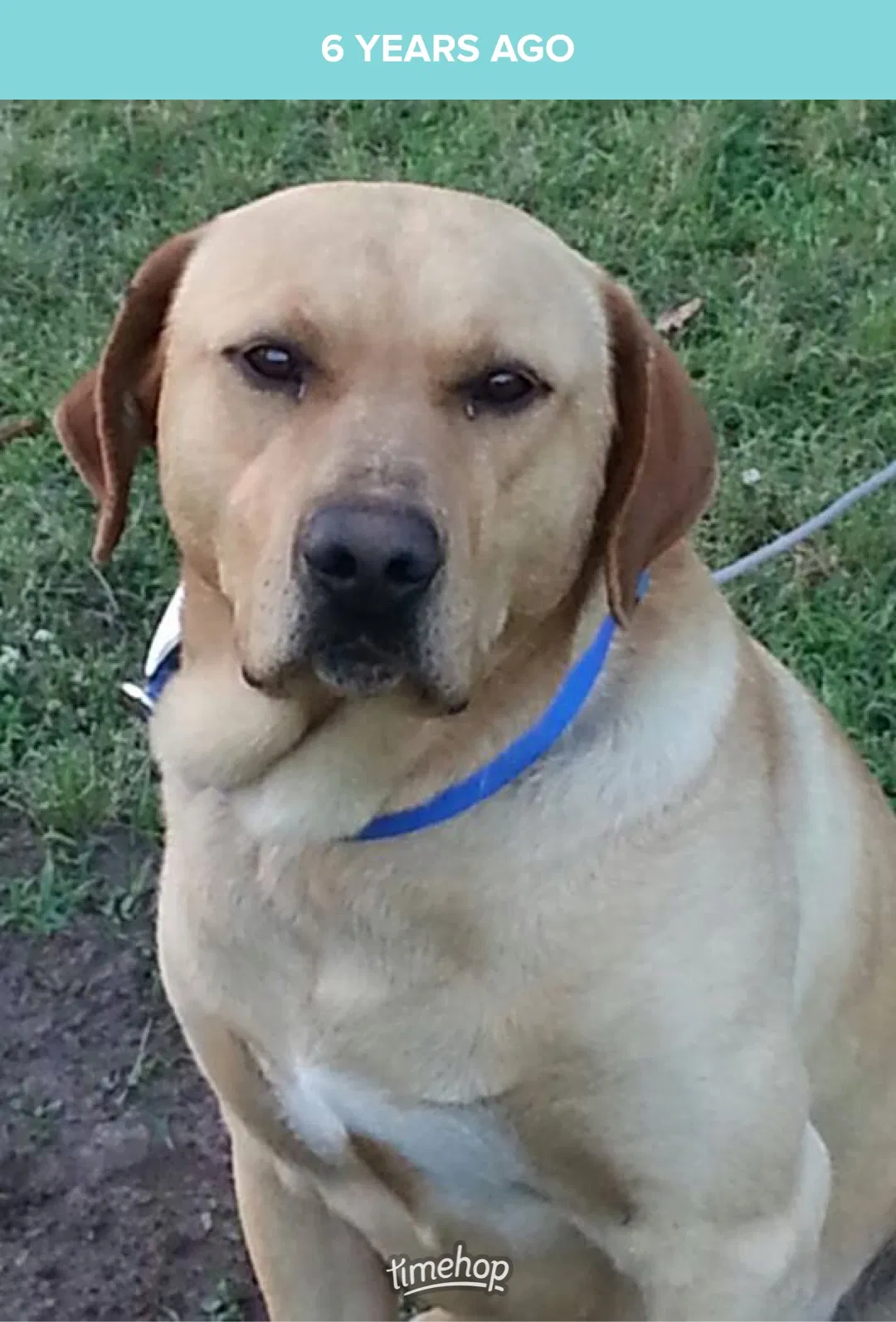 Lost dog in Wilson, NC, 27893